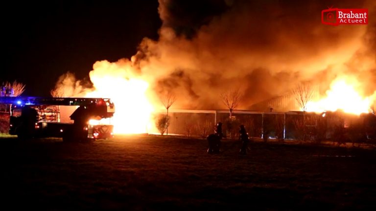 Grote Brand in varkensstal mill, 2000 biggen dood