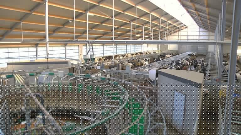 Nieuwe stal en 40 stands zij-aan-zij binnenmelker