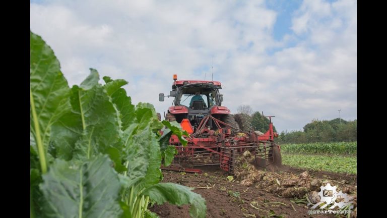 Suikerbieten rooien met Gils twee fasen systeem.  AgrarTechNL