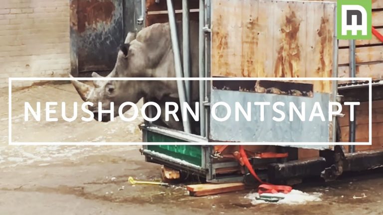 Dat ging ook maar net goed, Neushoorntransport