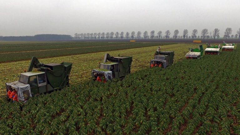 Brussels sprout harvesting XXL | 6 Tumoba & Jamafa harvesters | Gebr. Herbert