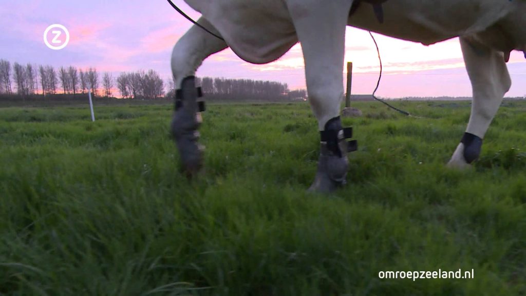 Koe zit in verkeerd lichaam l koerijden
