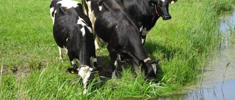 Lang leven de nederlandse boeren