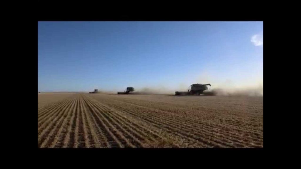 Grote tarwe oogst! ~ 11500 Hectare
