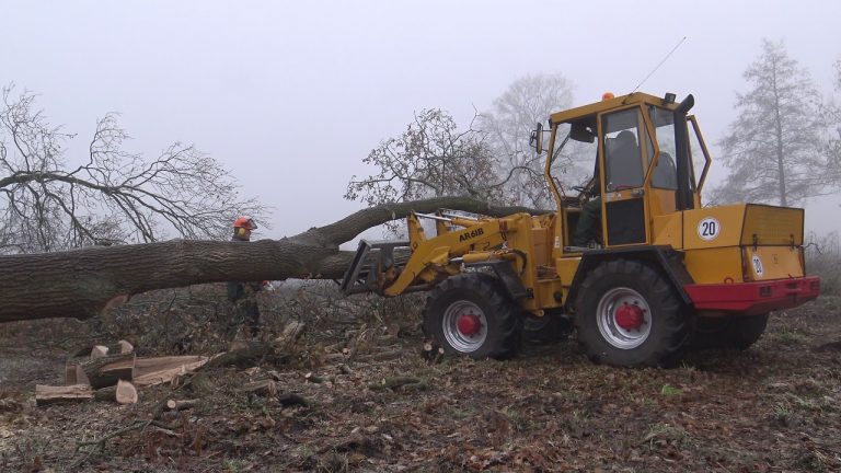 BOMEN ZAGEN EIKEN STIHL MS 241 CM ATLAS AR 61 B