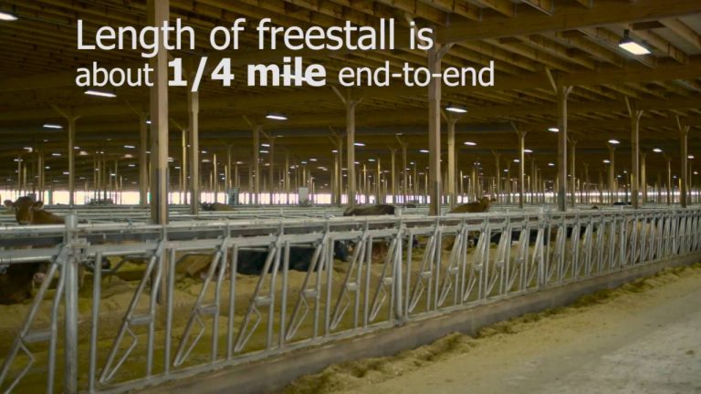 Grootste stal met 8500 melkkoeien en een 109 stands Carrousel!