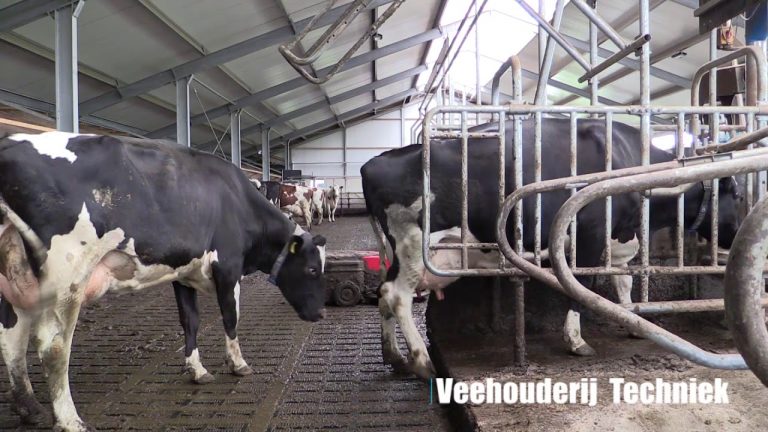 Een nieuwe stal met melkrobot van SAC. De maatschap Oostdam-Wesselingh in Hazerswoude-Dorp –mechamanportaal