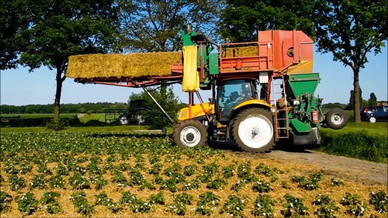 Stro leggen op de aardbeien