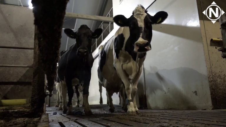 Jonge Boeren aan het Roer II -Rindert Miedema melkt 120 koeien  rtvnoordkop
