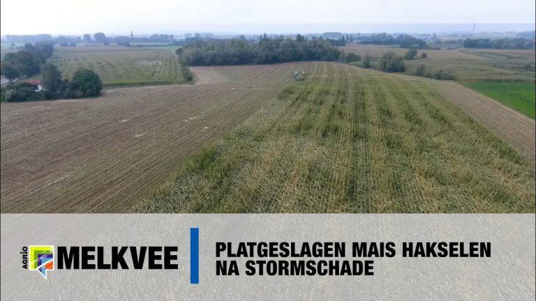 Platgeslagen mais hakselen na stormschade met Claas en John Deere, New Holland tractoren  www.melkvee.nl Landbouwfilmpjes