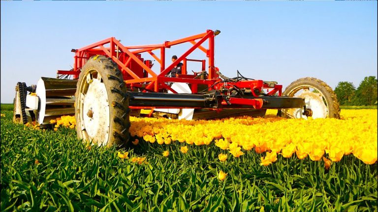 Tulpen koppen bij Vido Fleur uit Achthuizen met een door hun zelfgebouwde zelfrijdende kopmachine Tractorspotter