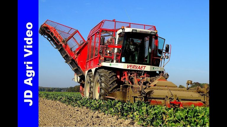 Bieten Oogst | Vervaet Beet Eater 625 | Breure Swifterband | Rübenernte | Beet Harvest | Fendt