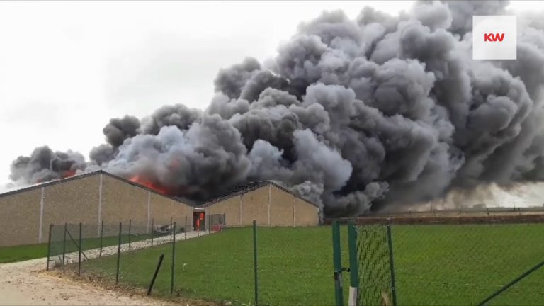 Brand varkensstal in Pittem l Meer dan 2.000 varkens redden het niet