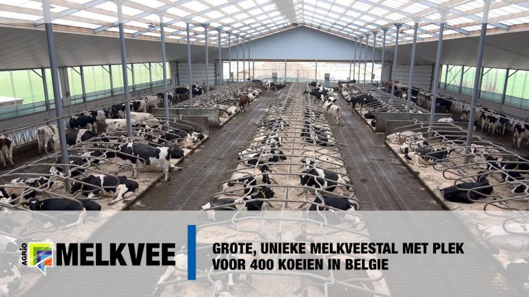 Grote unieke melkveestal ,met 6 melkrobots, met plek voor 400 koeien in België  Agrio TV