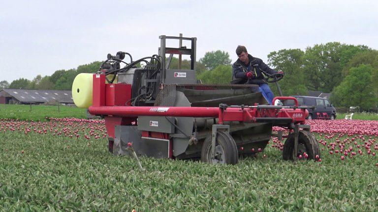 TULPEN KOPPEN MET AGRA KOPMACHINE