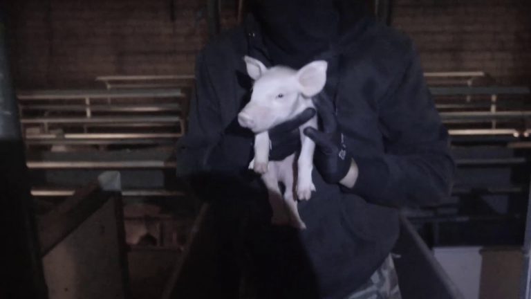 Dieren activisten stelen biggen uit stal