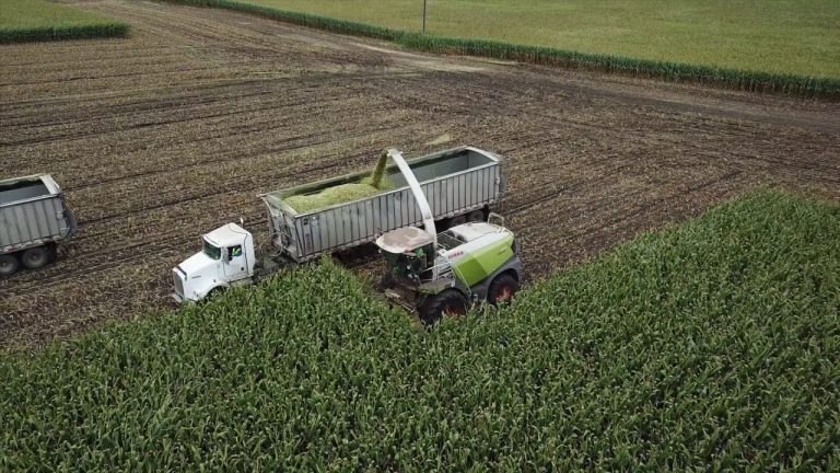Louriston Dairy en Meadowstar Dairy corn harvest! l 252.000 Tons in 13 days!