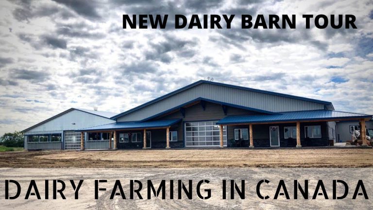 We nemen een kijkje in een nieuw gebouwde melkveestal in Canada — SaskDutch Kid