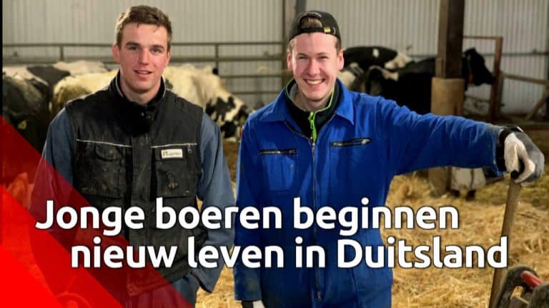 Bram (21) heeft een melkveebedrijf in Duitsland. Weg uit Brabant met al zijn regeltjes — Omroep Brabant