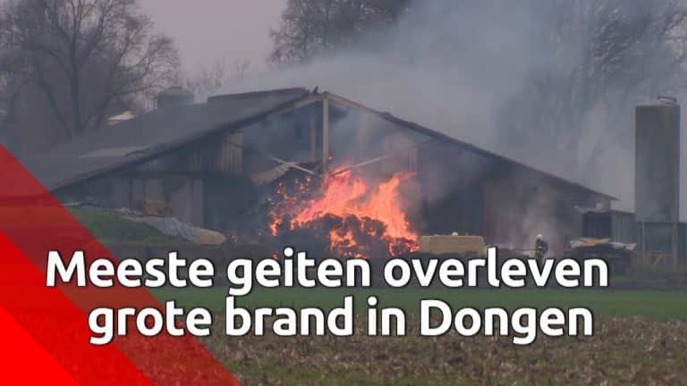 Grote brand in geitenstal in dongen l meeste geiten gered