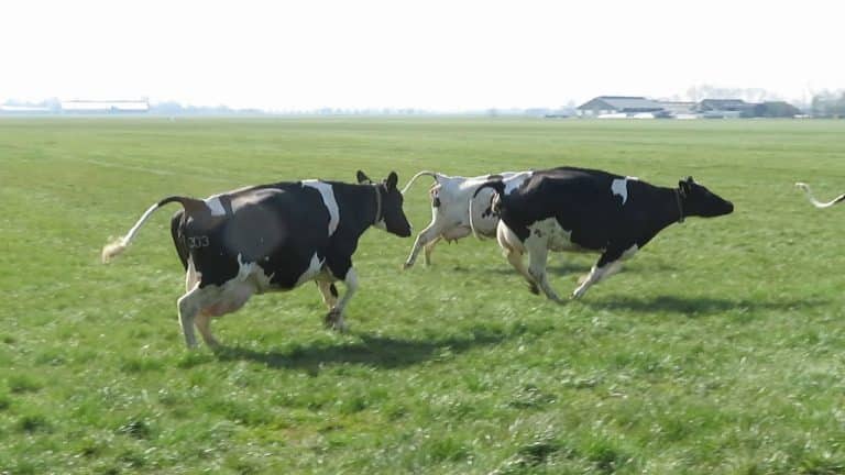 De Boeren Broekies – Na 4,5 maand in de stal doorgebracht te hebben mogen de koeien weer voor het eerst naar buiten.
