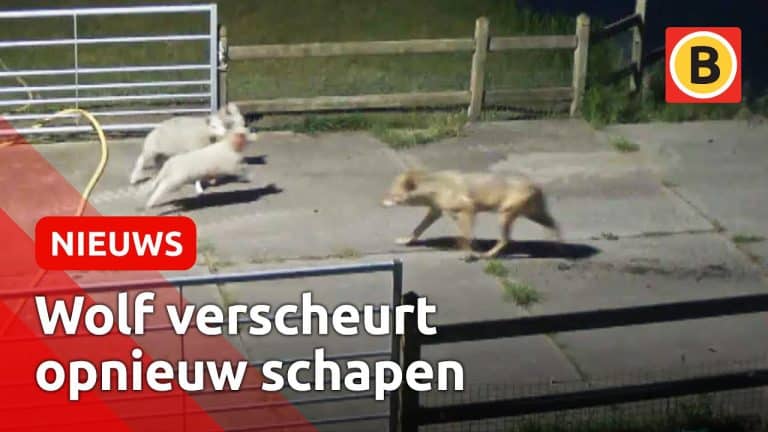 Wolf bijt schapen dood… Is dit wat we willen ?? Opnieuw zijn in het holst van de nacht drie schapen doodgebeten in de gemeente Heusden — Omroep Brabant