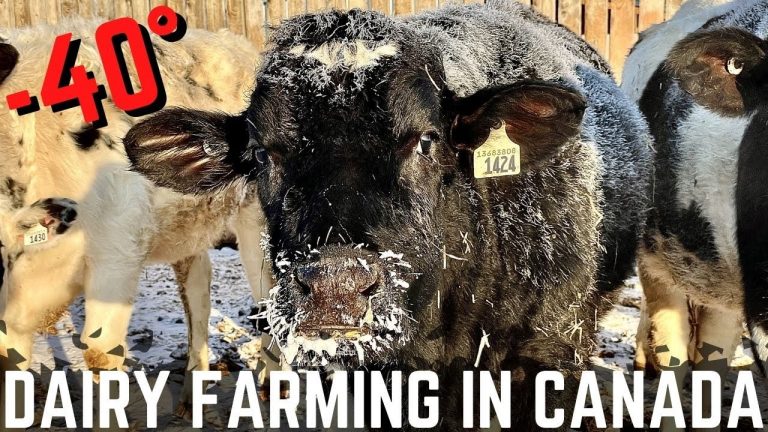 Nederlandse emigranten in Canada | Extreme kou -40 graden!