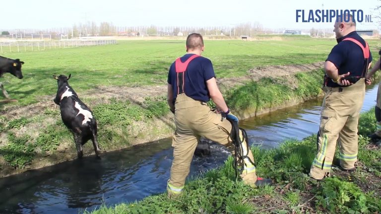 Operatie koe in/uit de sloot trekt veel publiek Schiedam – Aan de Abtsmolenpad is woensdagmiddag een koe te water geraakt.