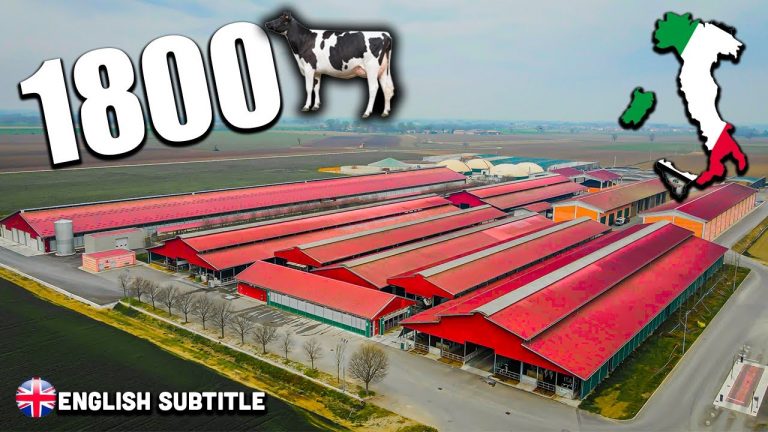 HLG op bezoek bij groot melkveebedrijf met 900 melkkoeien in Italië