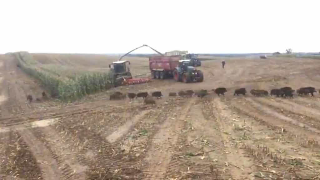 Hoeveel wilde varkens zitten er in dit stuk mais?!