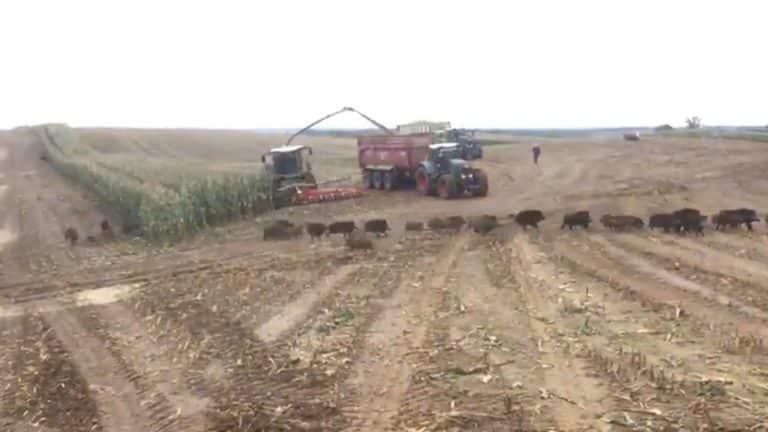 Hoeveel wilde varkens zitten er in dit stuk mais?!