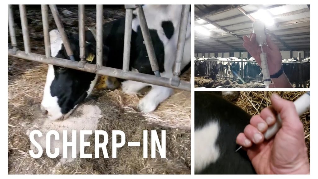 Een koe van boer Gerrit heeft Scherp-in, en overleeft het niet! Waarom je geen blikjes in de weilanden moet gooien!
