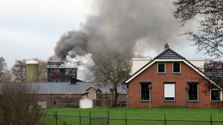 90 kalveren gered bij een agrarisch Bedrijf aan de Postweg in De Glind