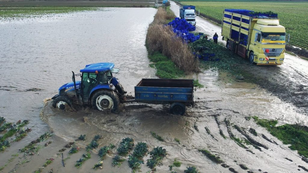 Ondertussen in Turkije, wel een zweer natte kooloogst! Erg veel handwerk en een New Holland