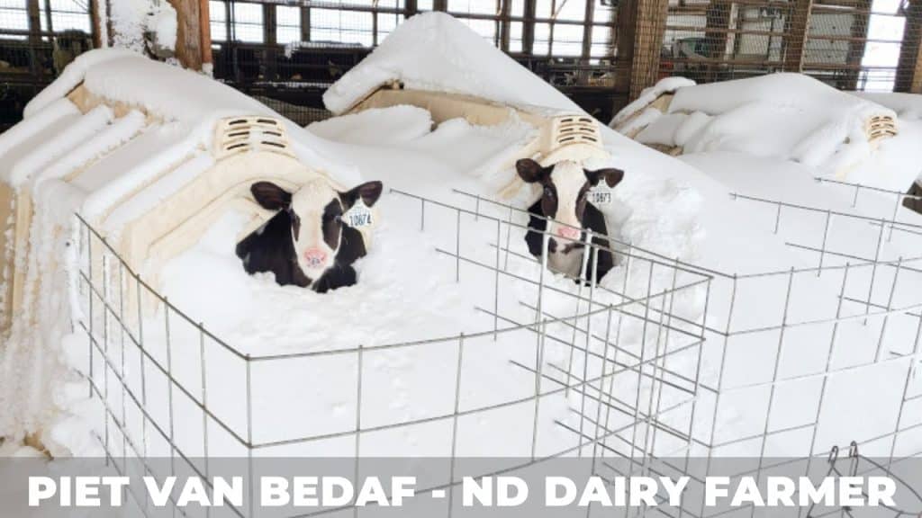 Sneeuw storm in April bij Nederlandse veeboer in Noord dakota USA!
