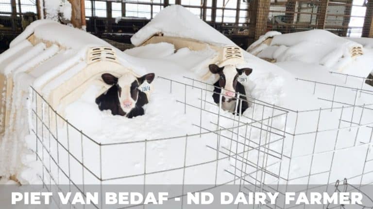 Sneeuw storm in April bij Nederlandse veeboer in Noord dakota USA!
