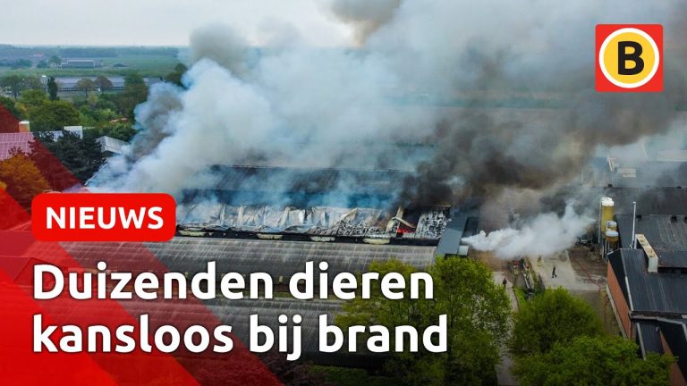 Twee kippenstallen verwoest… | 43.000 van de 63.000 kippen zijn omgekomen