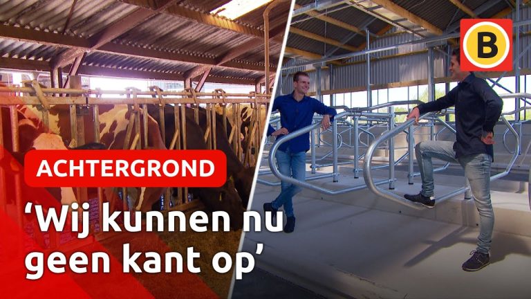 Wij kunnen geen kant op | De broers Bas (26) en Luuk (28) Aarts over hun nieuwe stal.