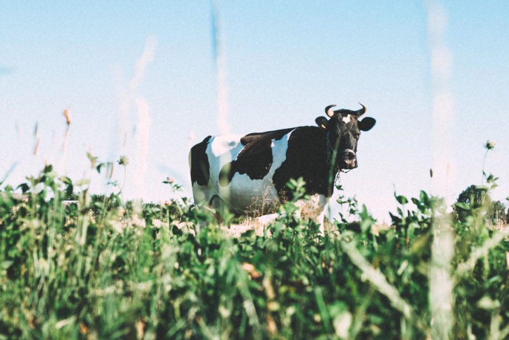 Melkprijzen door het dak: boeren krijgen bijna het dubbele voor liter melk