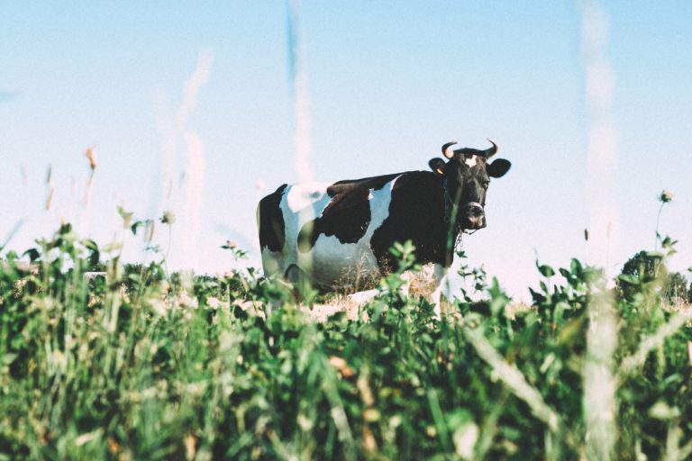 Melkprijzen door het dak: boeren krijgen bijna het dubbele voor liter melk